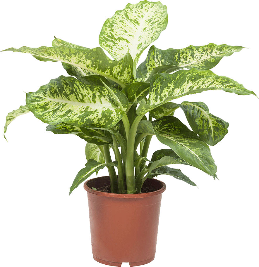 2x Dieffenbachia Mars transparant vooraanzicht