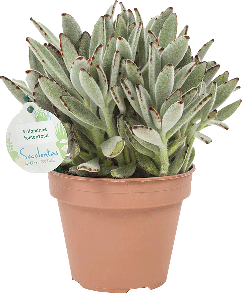 Kalanchoe