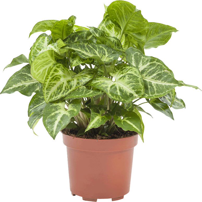 Syngonium