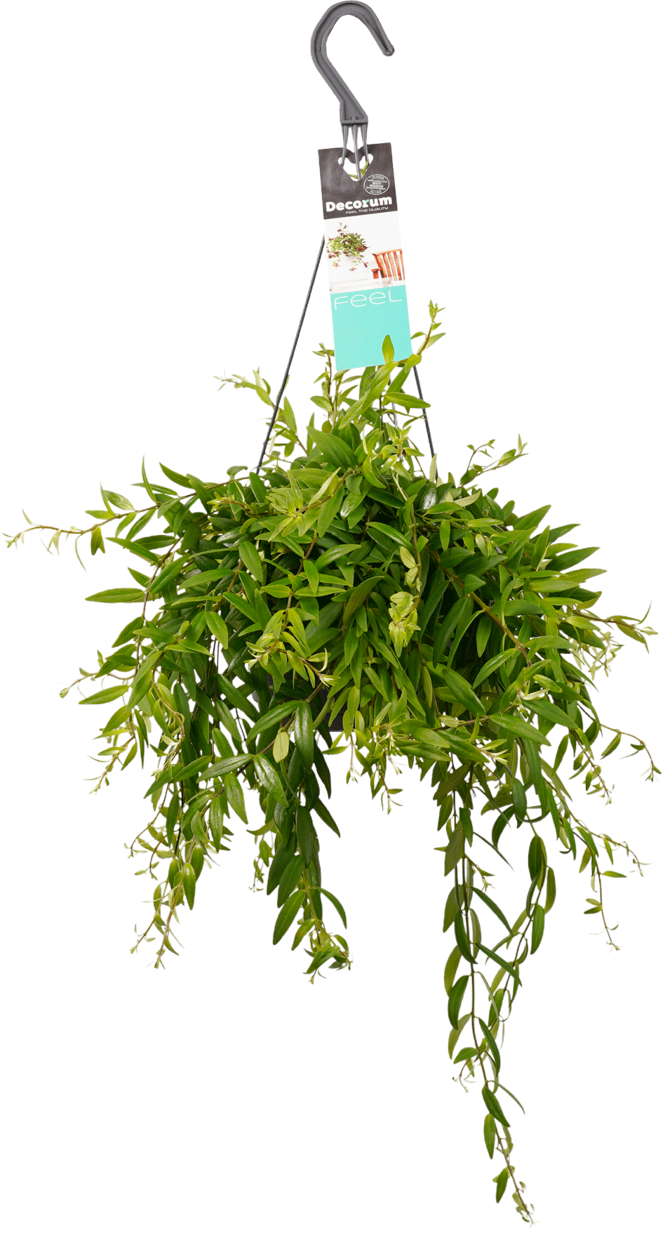 Aeschynanthus Japhrolepis transparant vooraanzicht