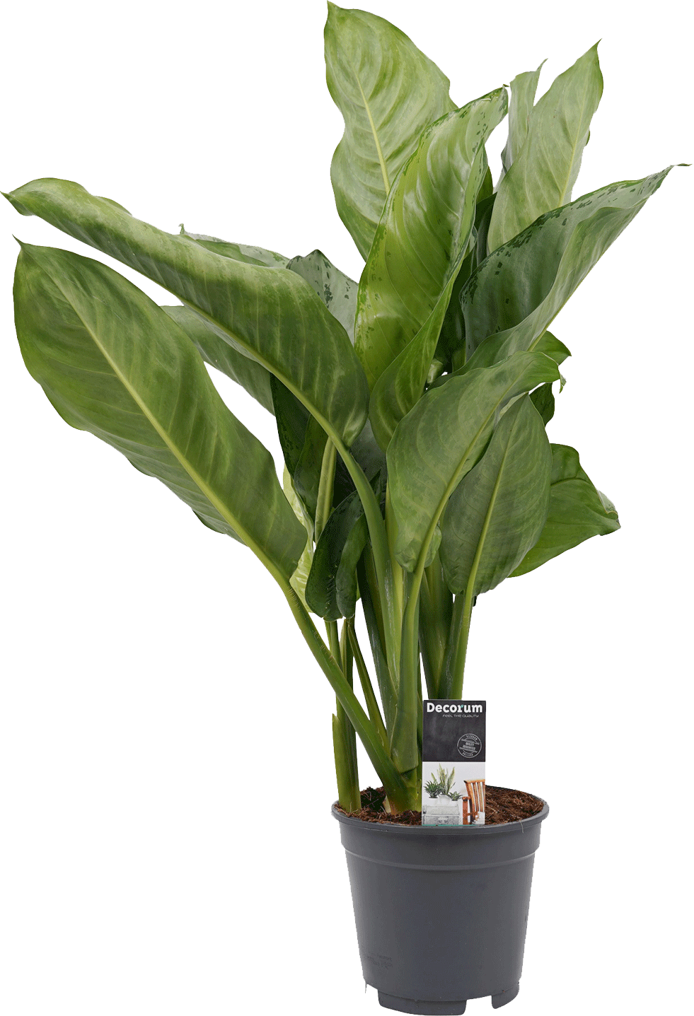 Aglaonema transparant vooraanzicht