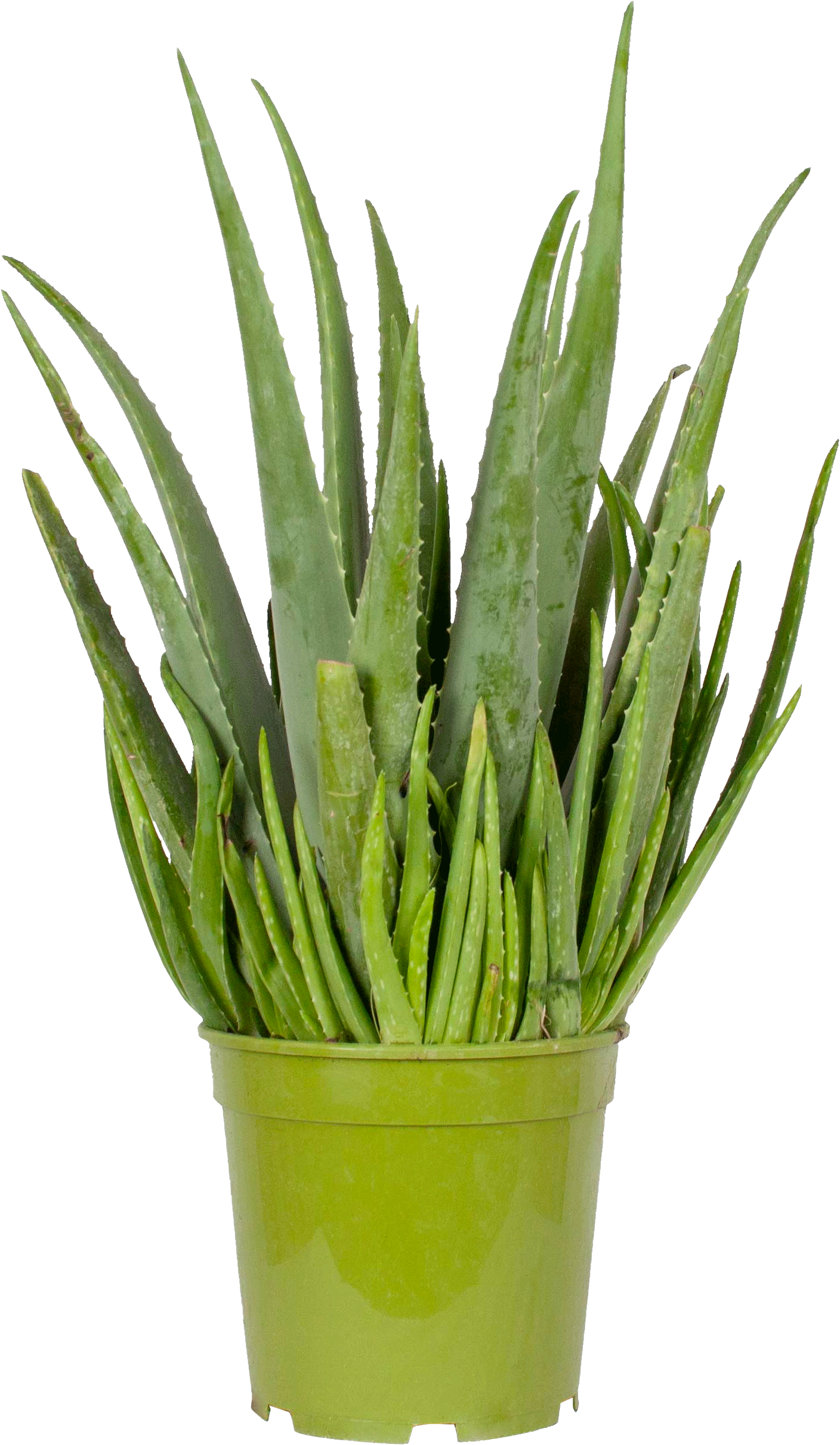 Aloë Vera