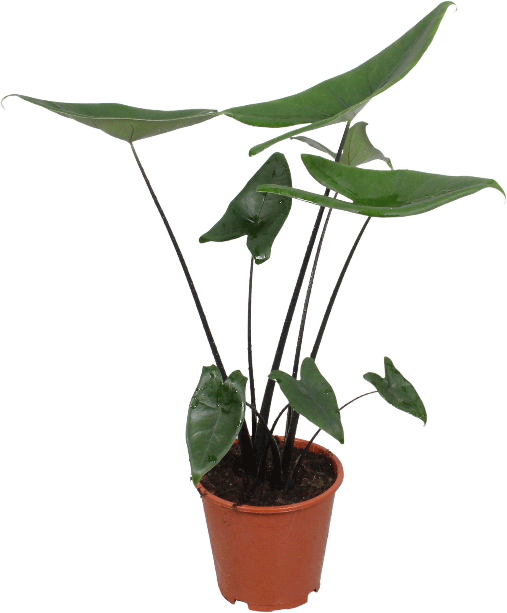 Alocasia
