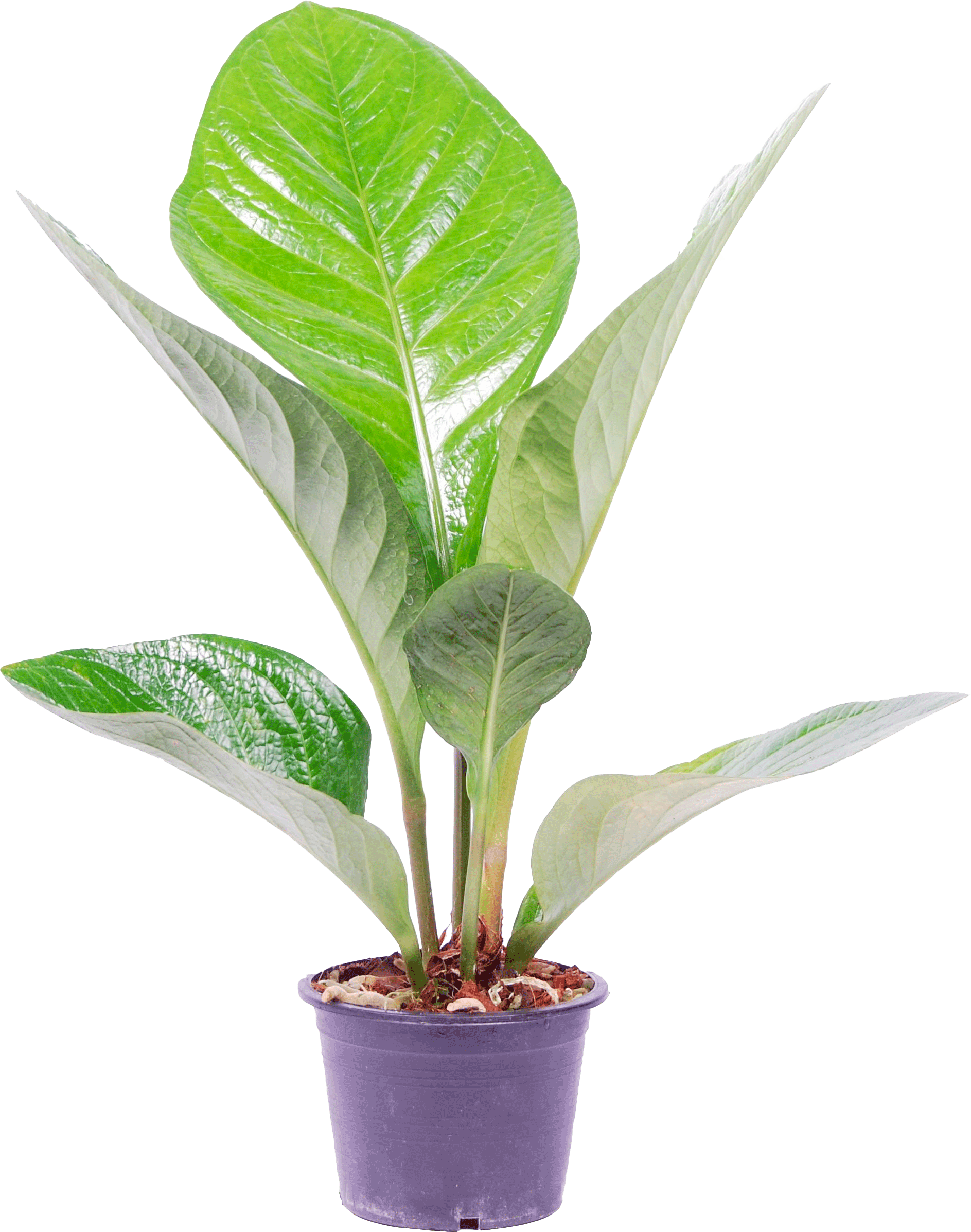 Anthurium