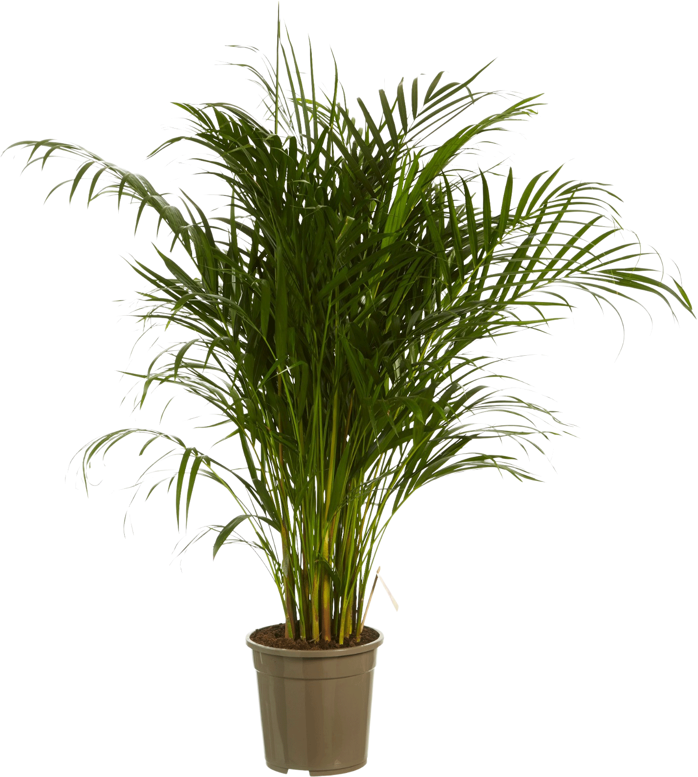 Areca (Goudpalm)