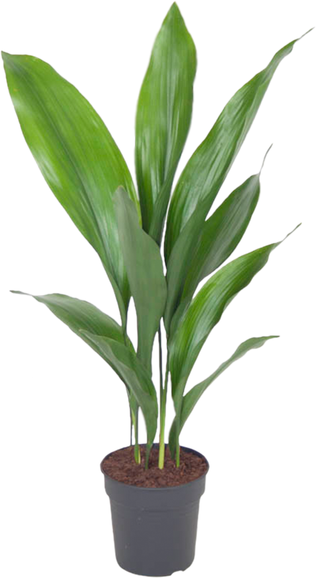 Aspidistra