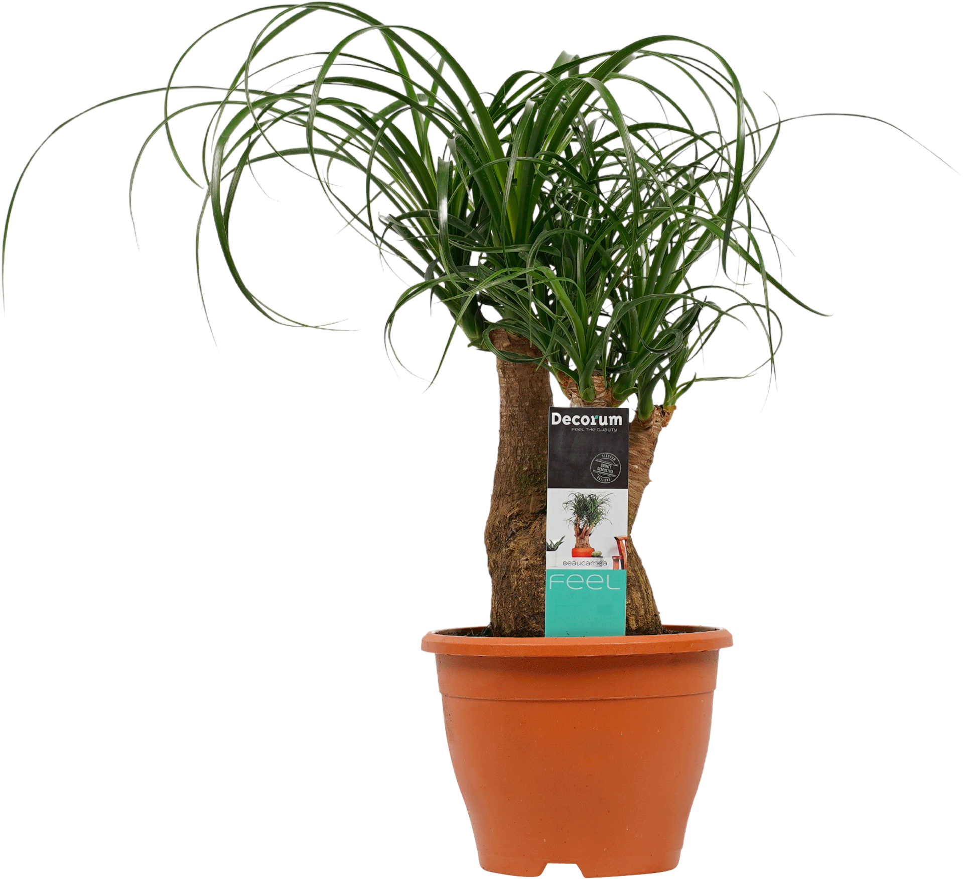 Beaucarnea (Olifantspoot)