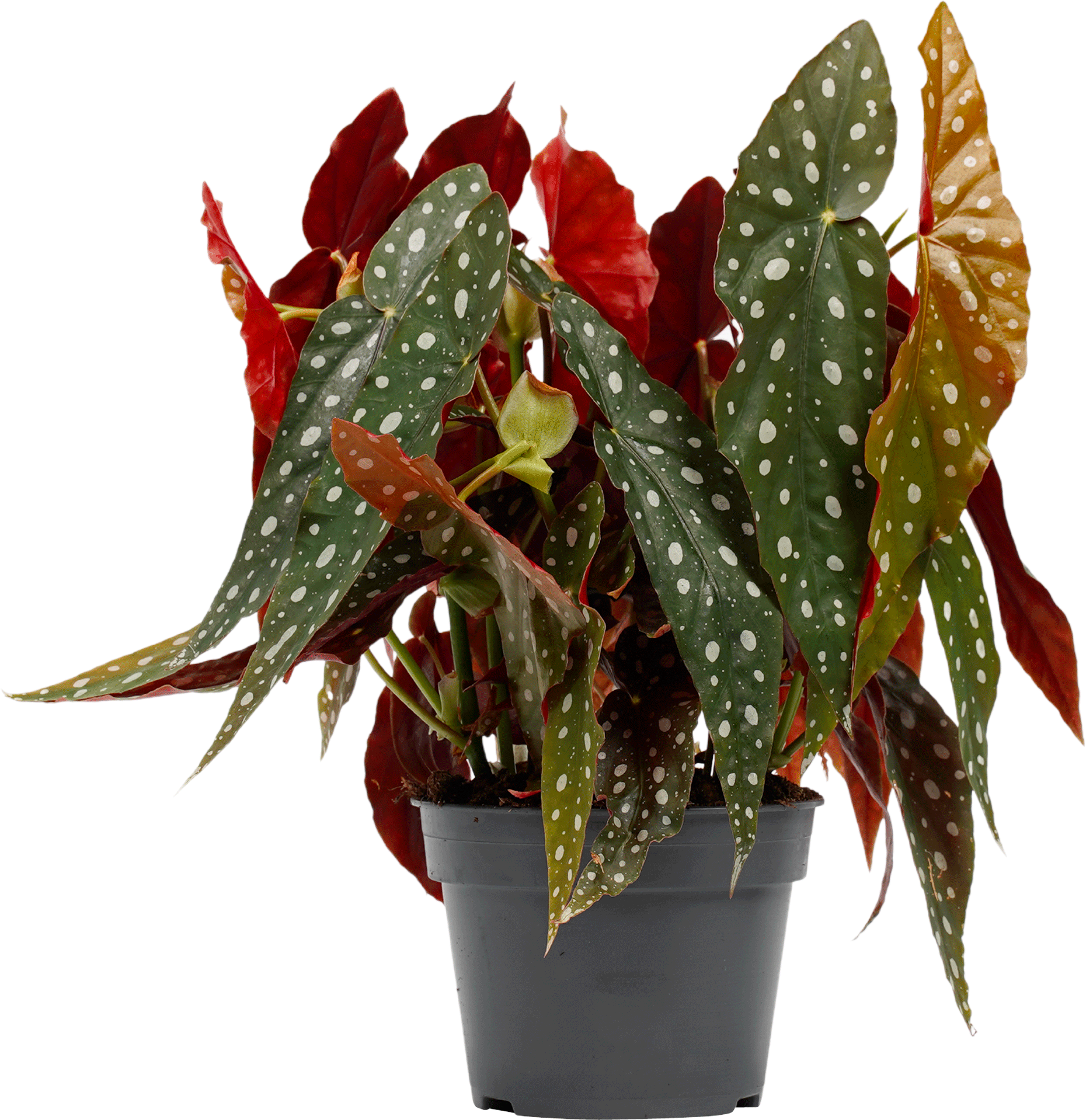 Begonia (Stippenplant)