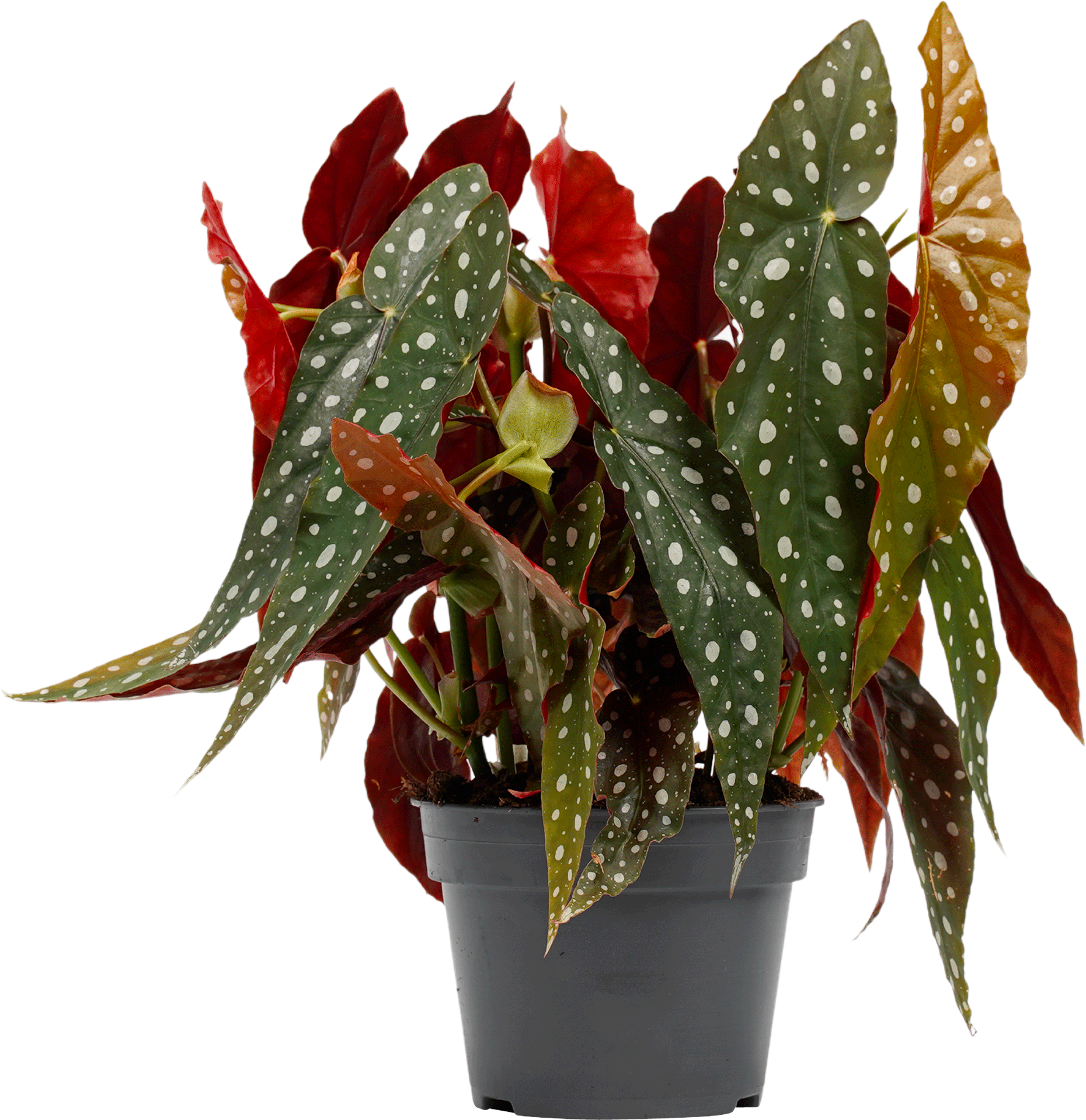 Begonia Maculata transparant vooraanzicht