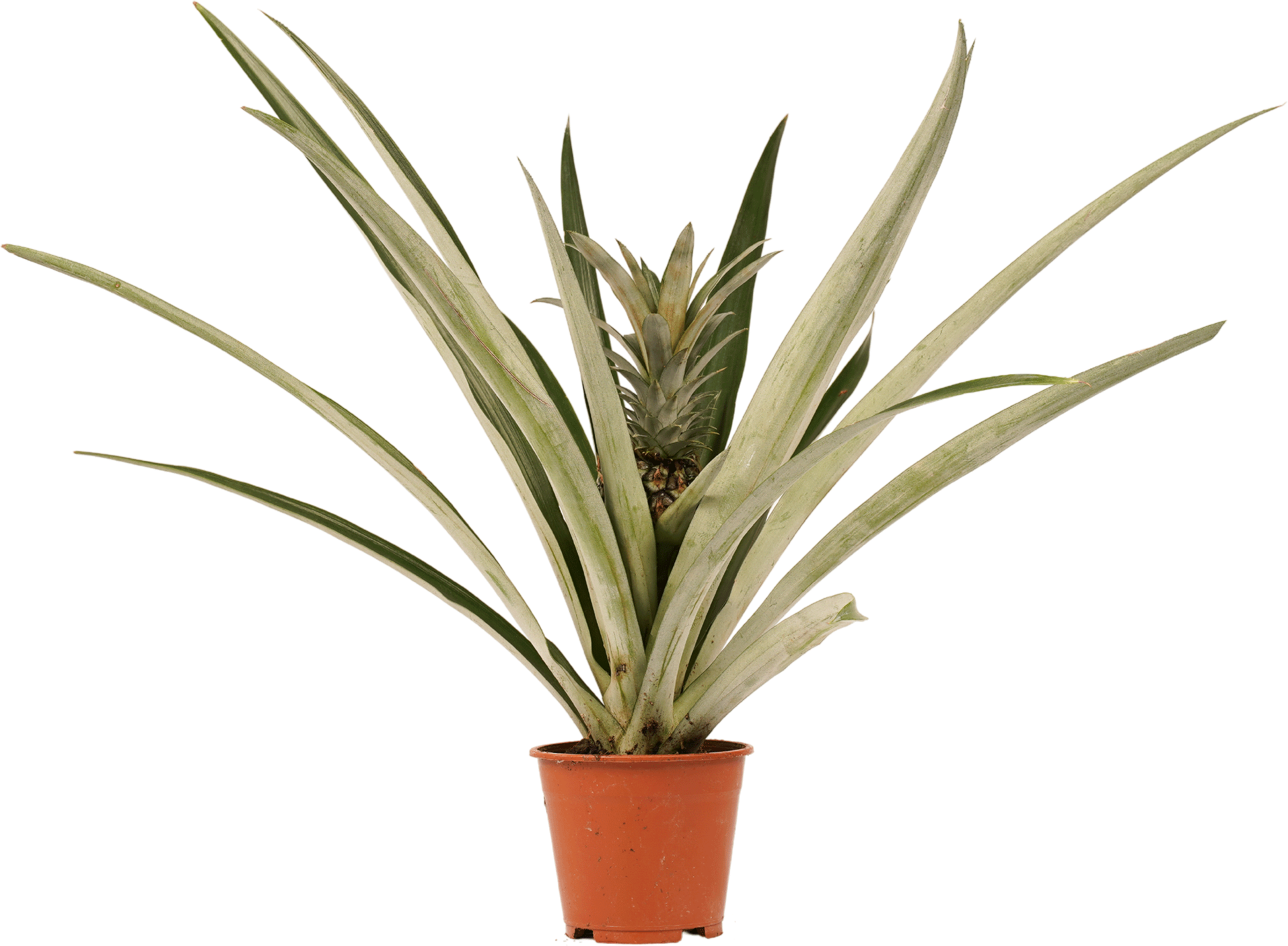 Ananasplant