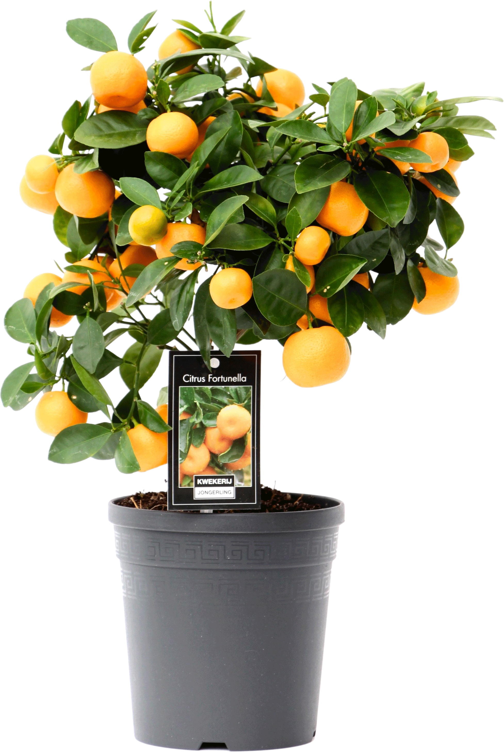 Calamondin (Mandarijnenboom)