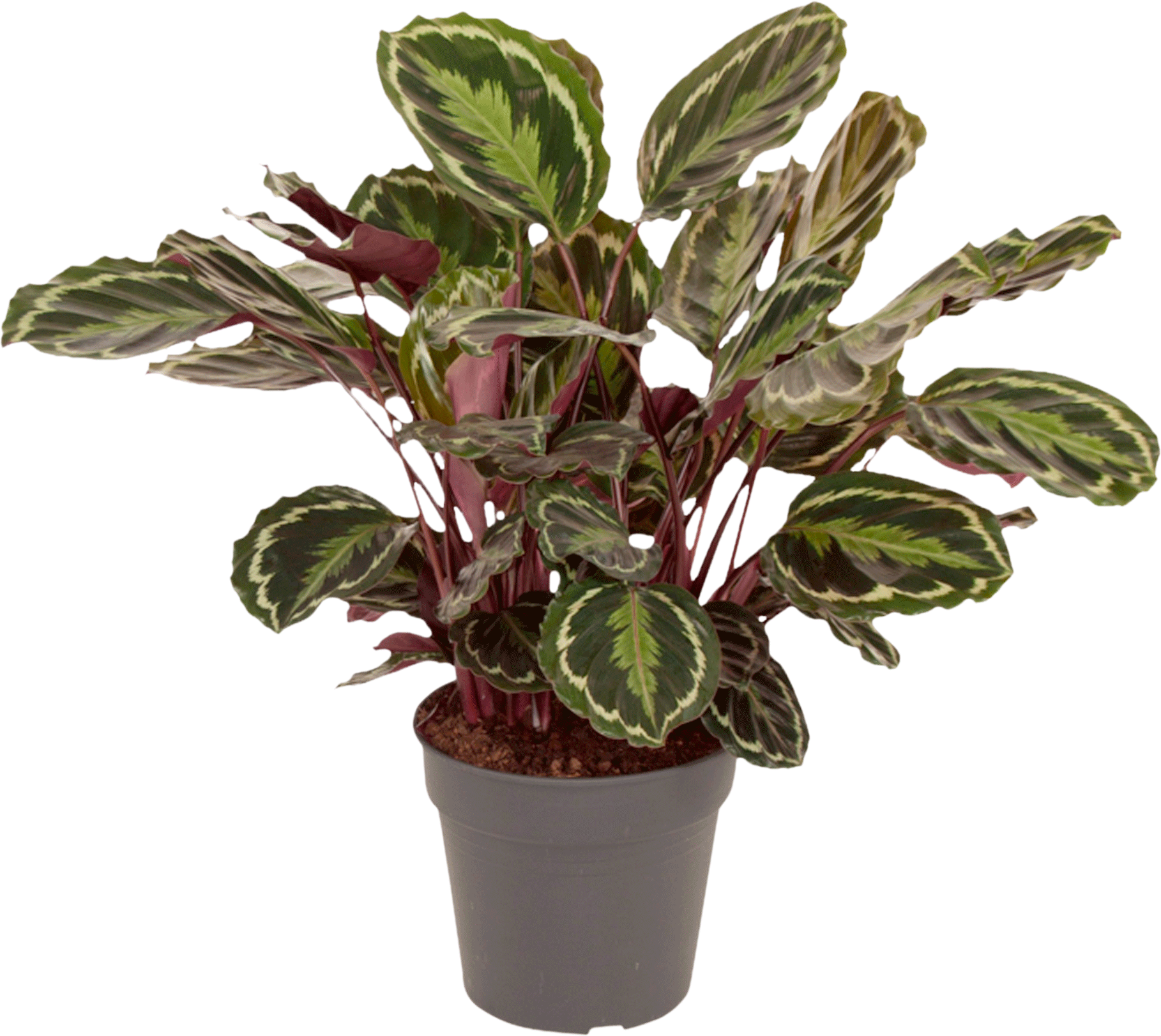 Calathea