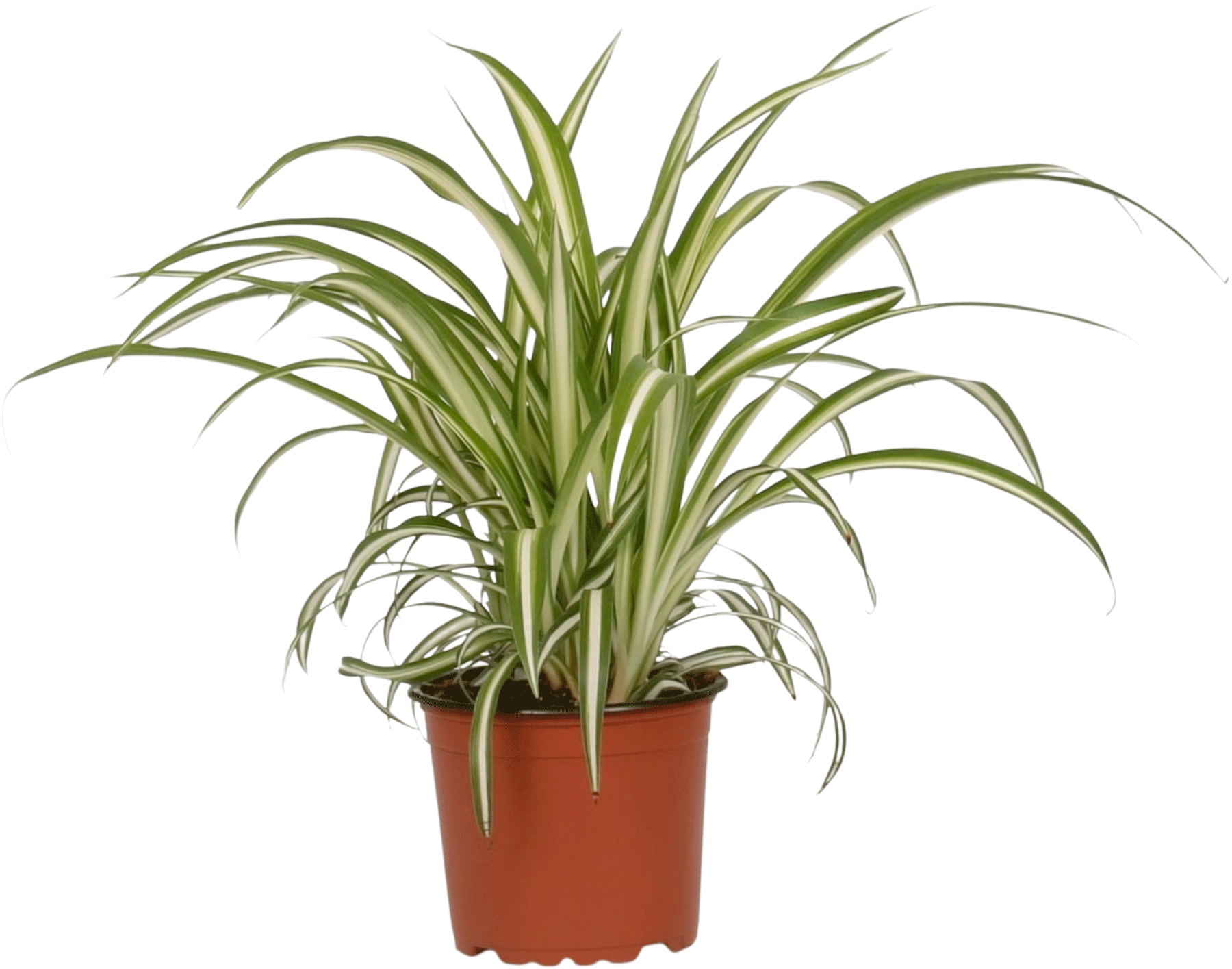 Chlorophytum Comosum (Graslelie)