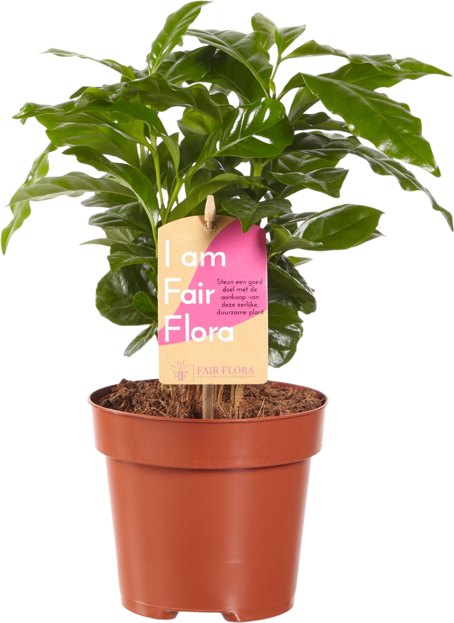 Coffea Arabica (Koffieplant)