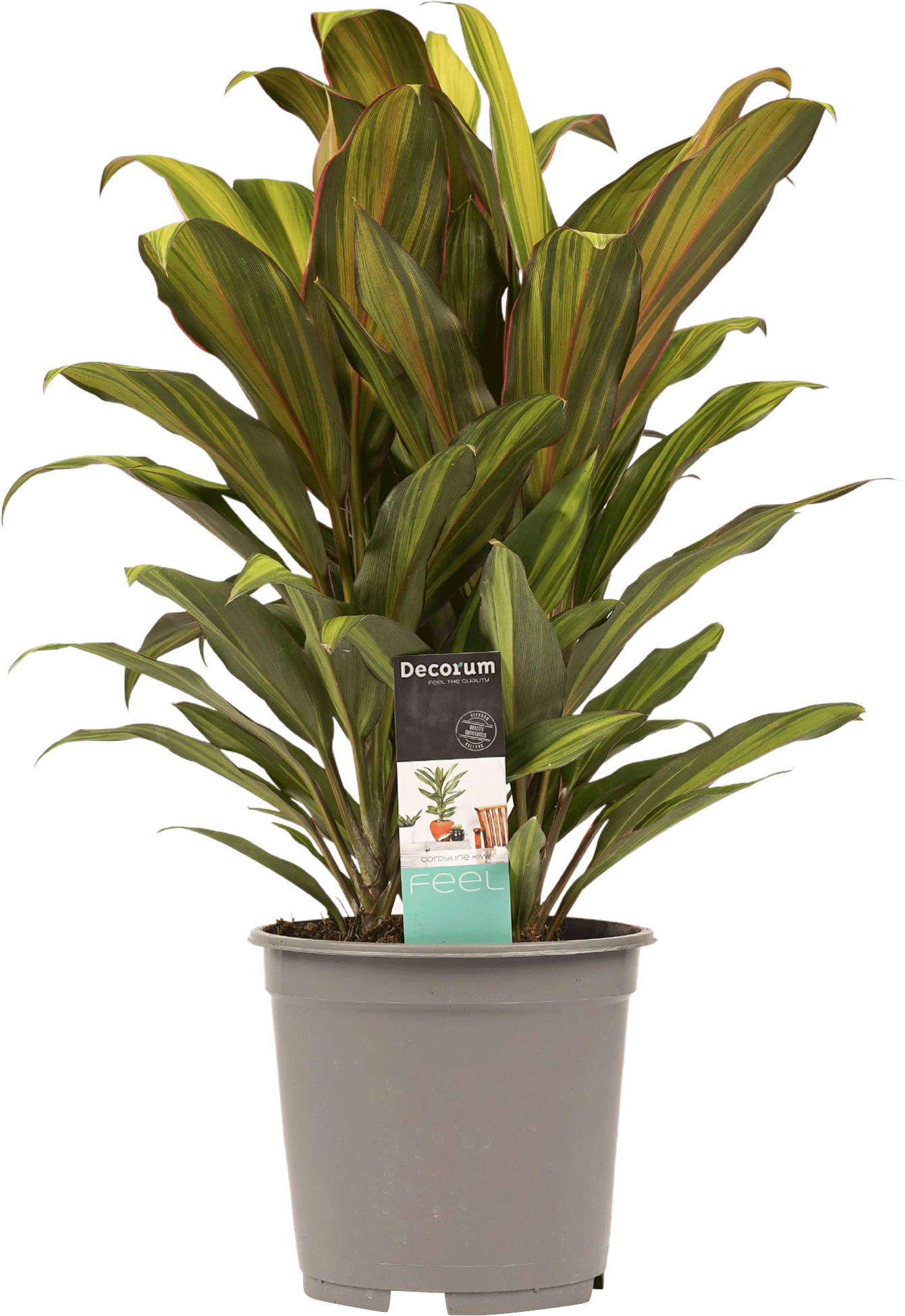 Cordyline