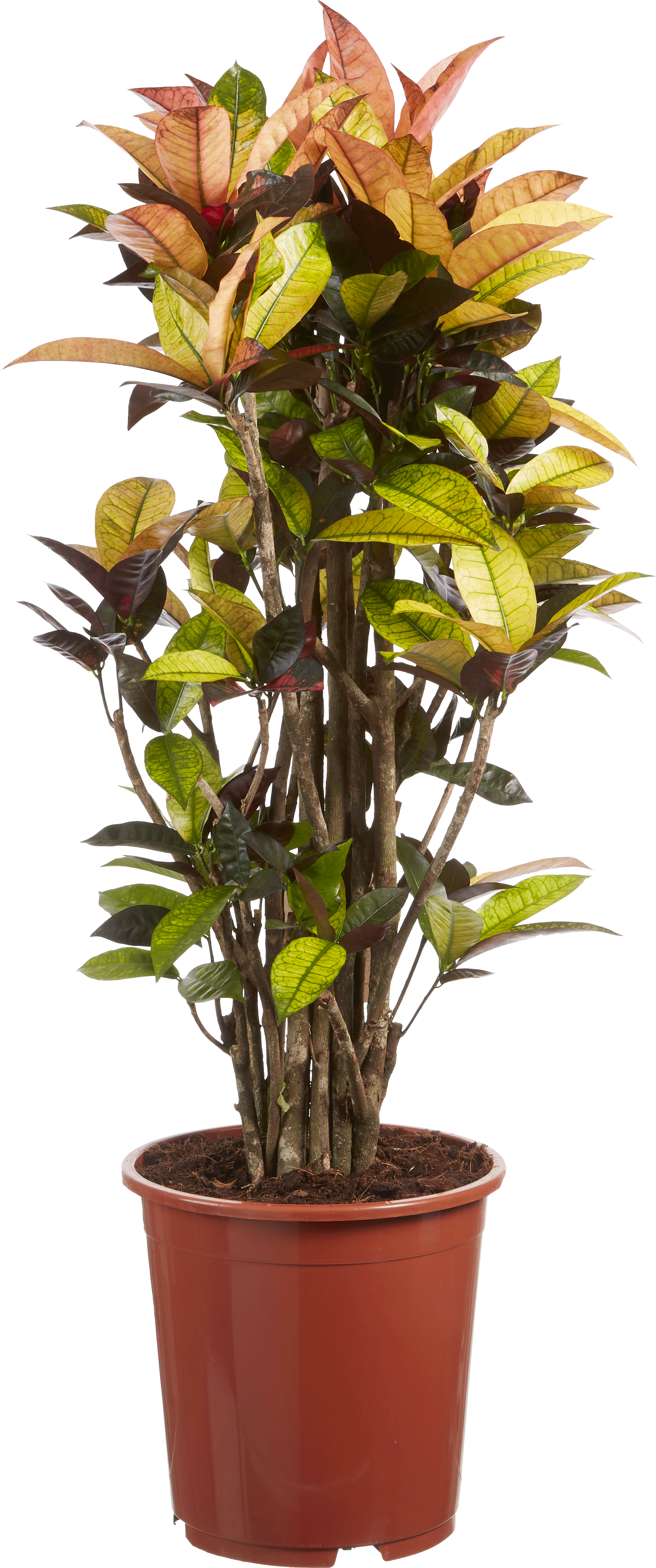 Croton