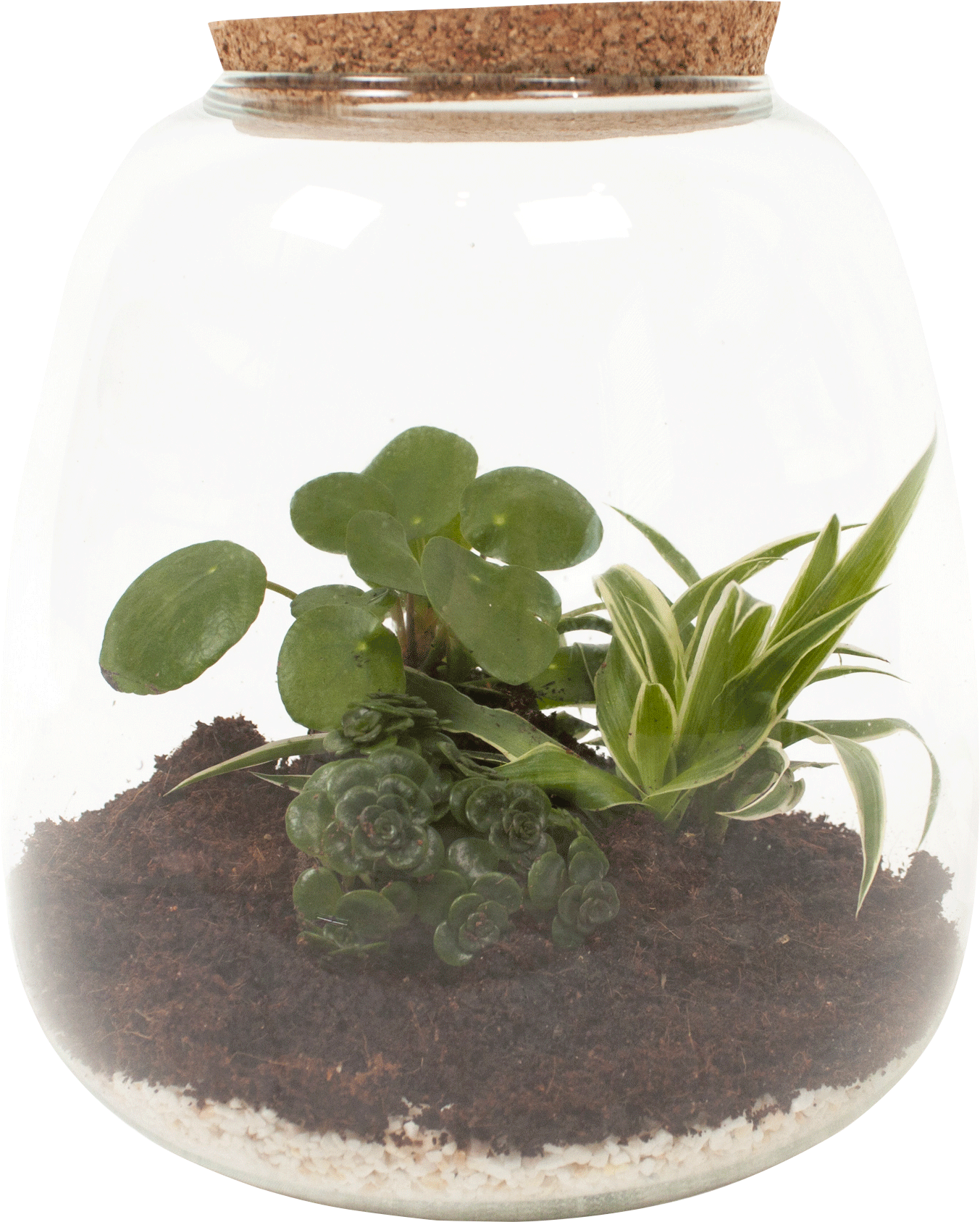 Terrarium Planten