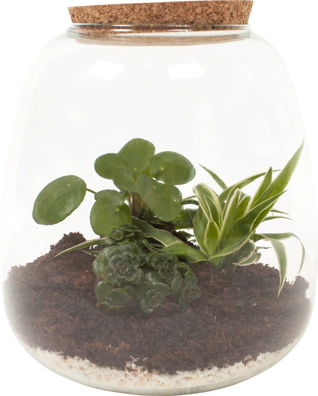 DIY Terrarium (Pilea, Graslelie, Sedum) transparant vooraanzicht