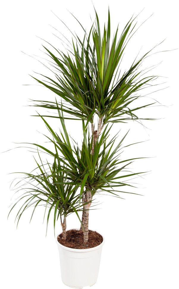 Dracaena Marginata transparant vooraanzicht