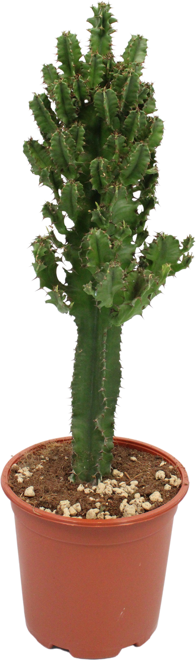 Euphorbia Cactus