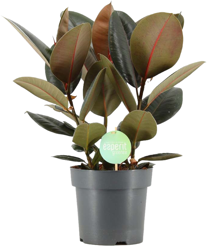 Ficus Rubberplant