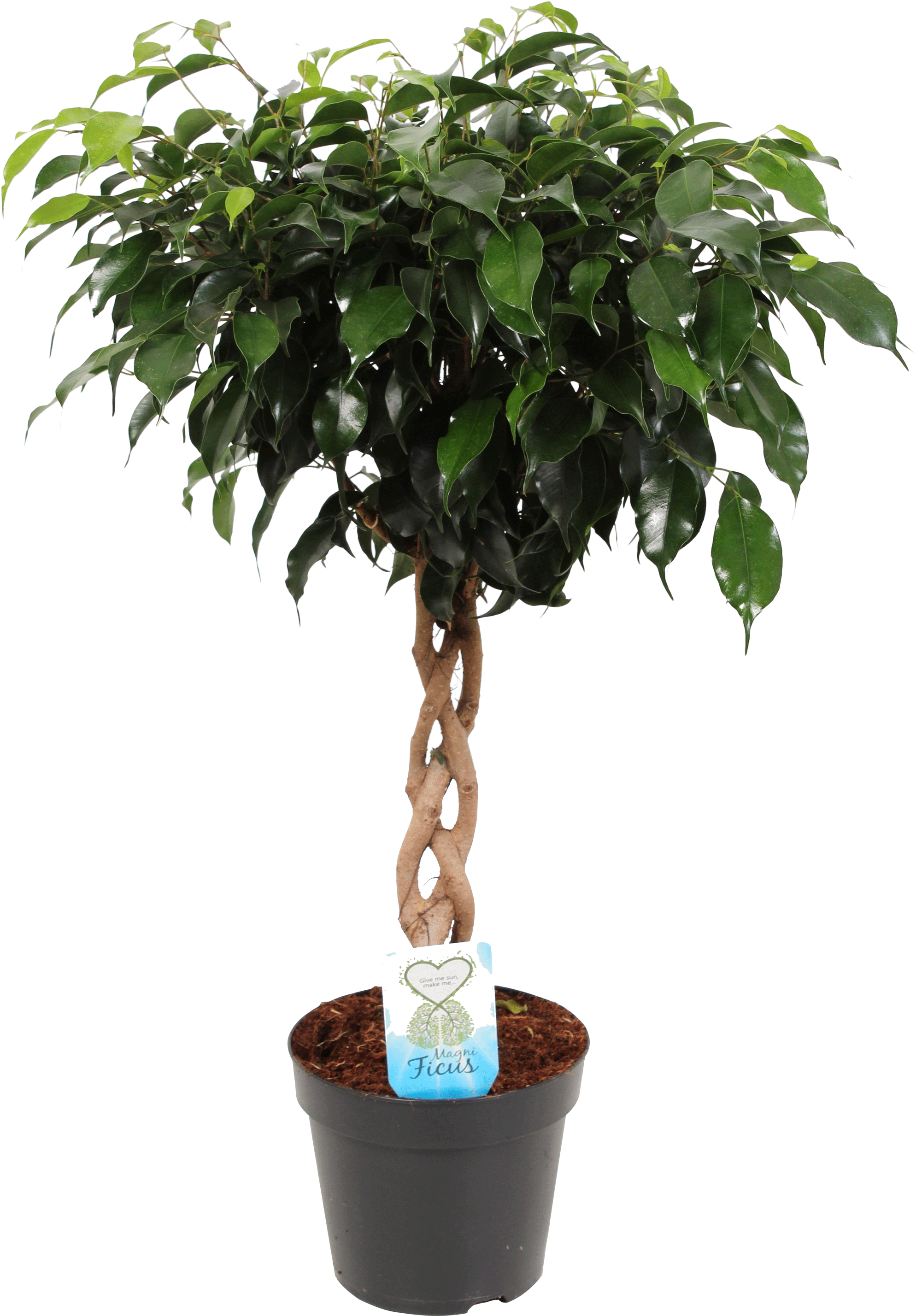 Ficus