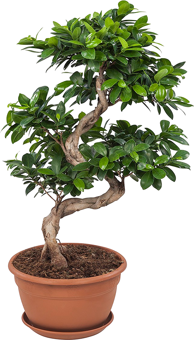 Ficus Ginseng Bonsai