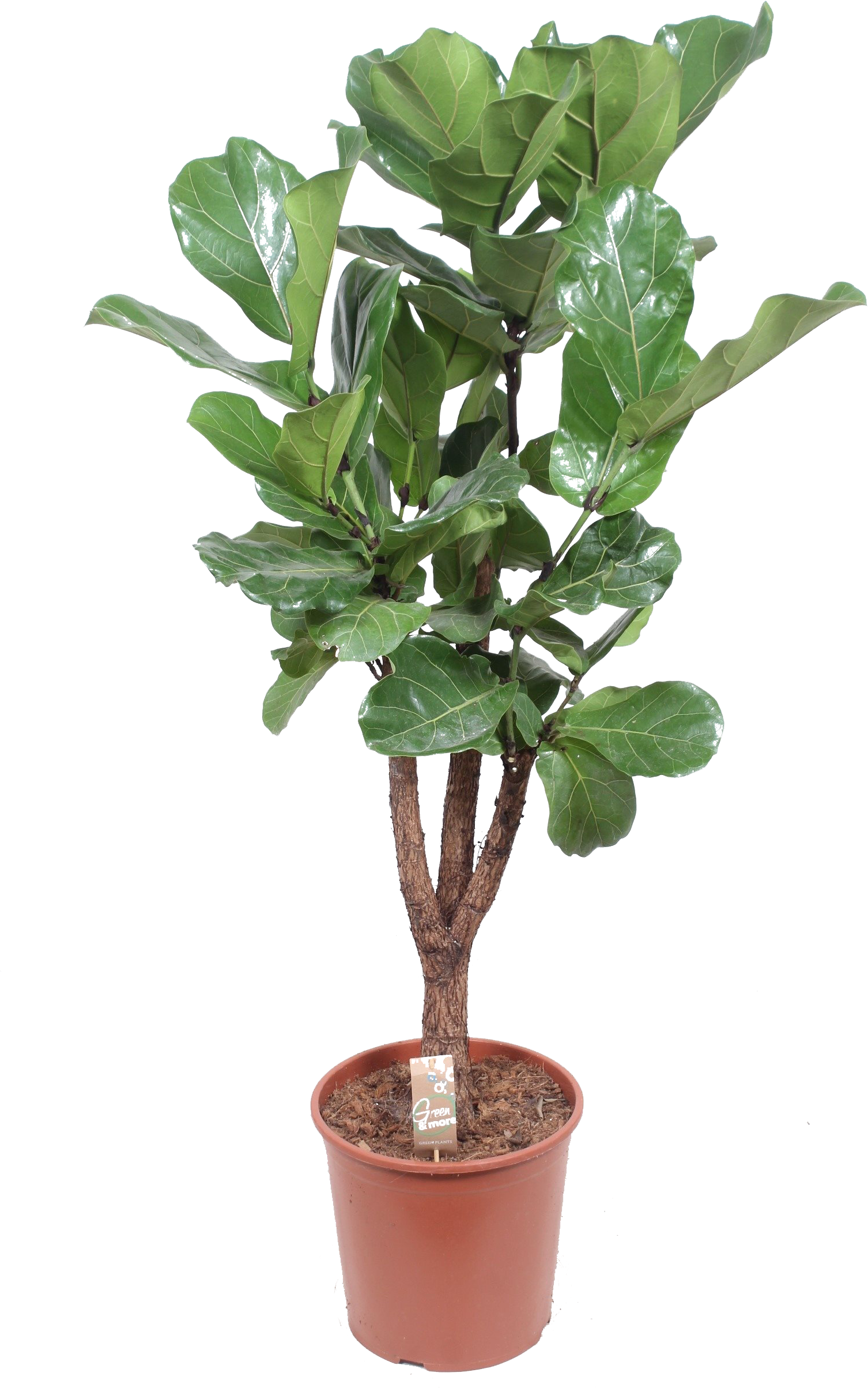 Ficus Lyrata transparant vooraanzicht