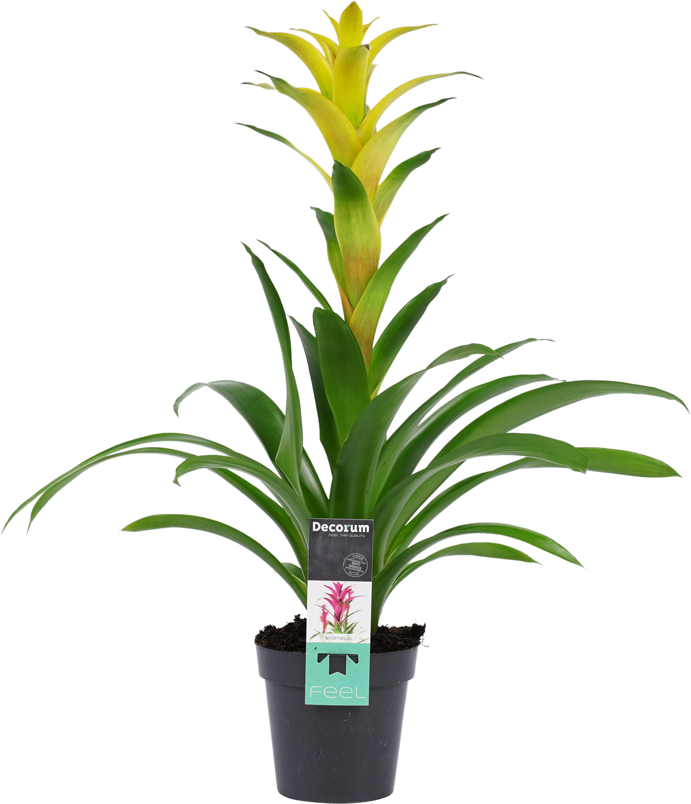 Bromelia