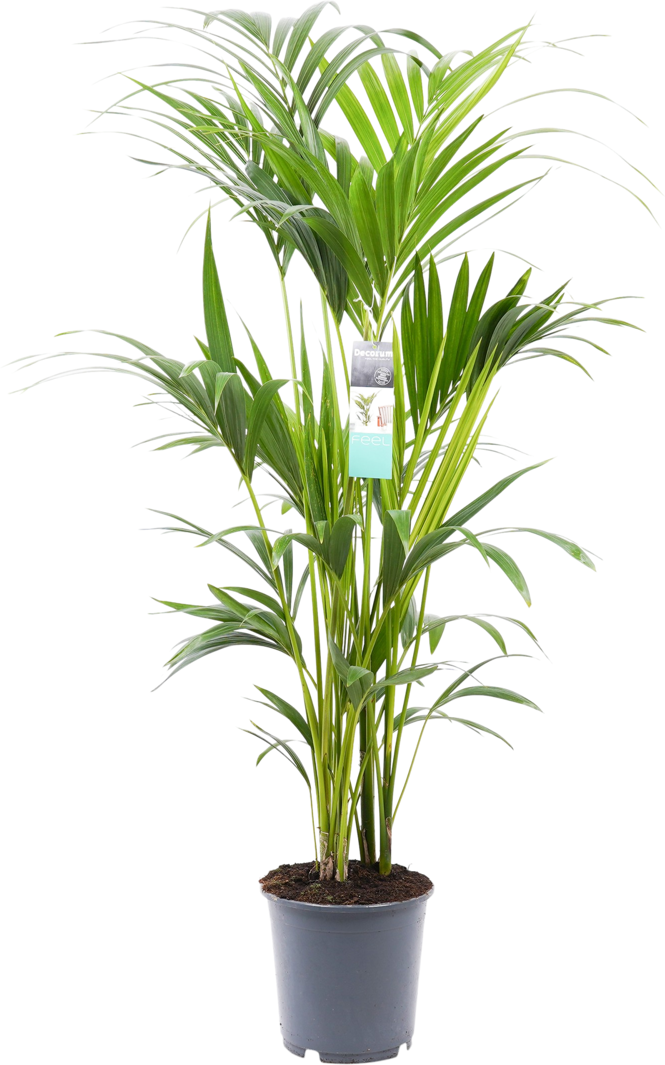 Kentia Palm