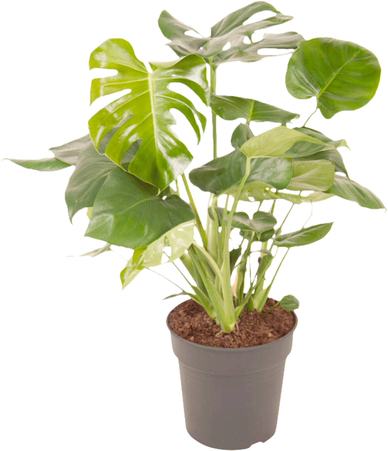 Monstera (Gatenplant)