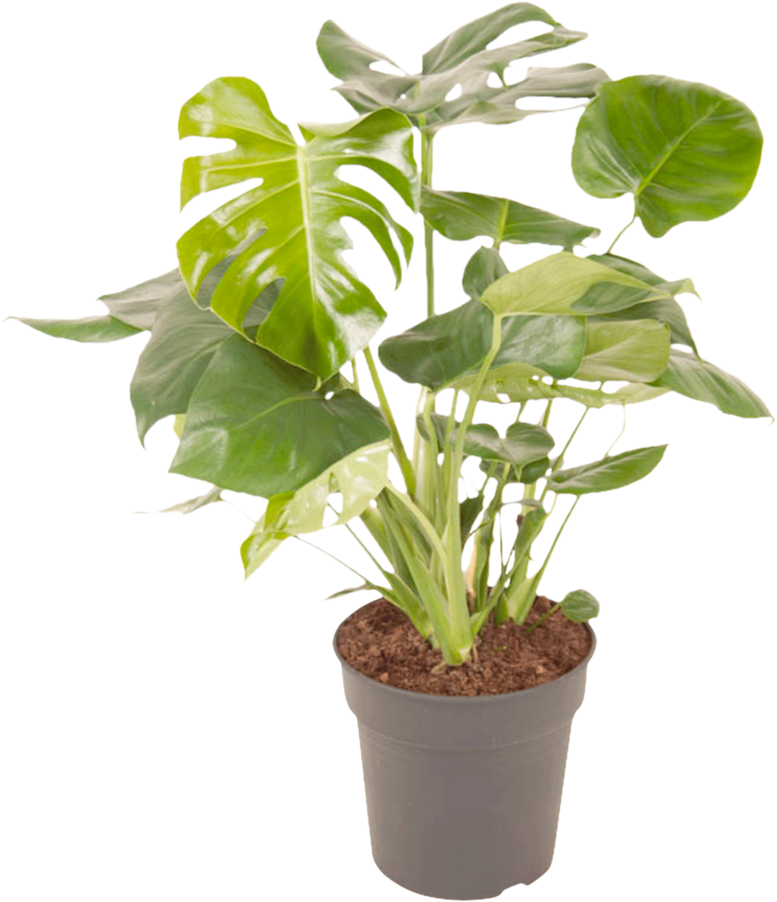 Monstera Deliciosa Struik transparant vooraanzicht