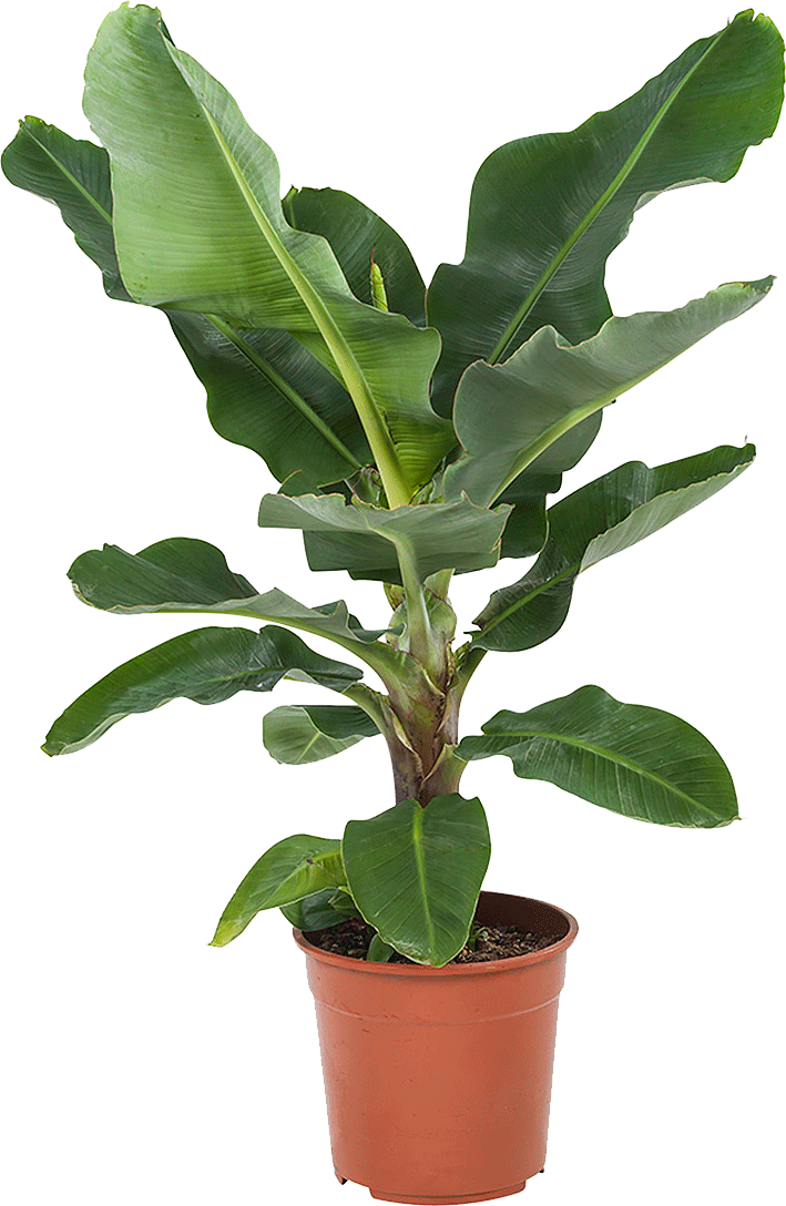 Musa (Bananenplant)