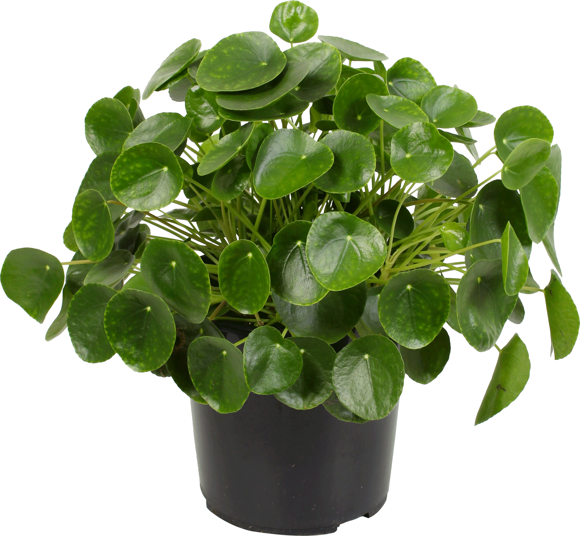 Pannenkoekenplant (Pilea Peperomioides)