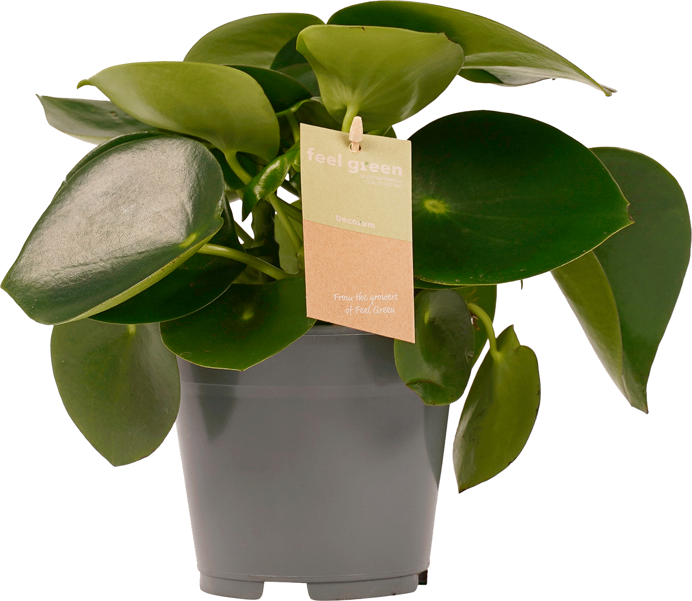 Peperomia