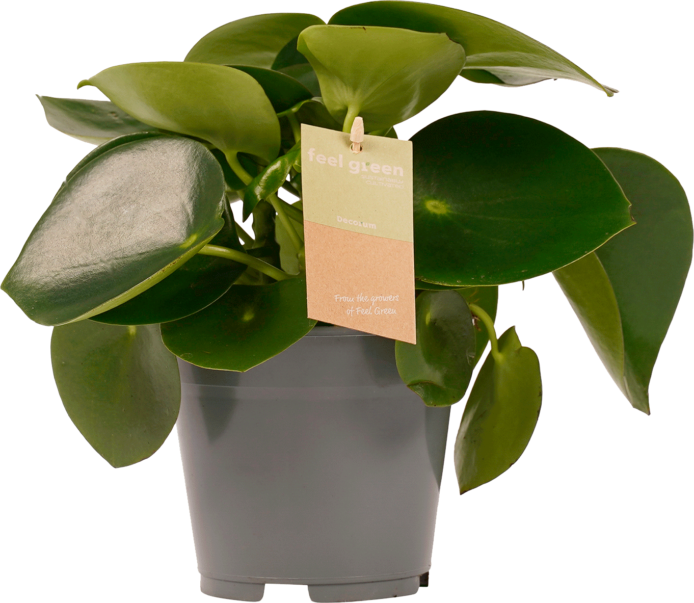 Peperomia Raindrop transparant vooraanzicht