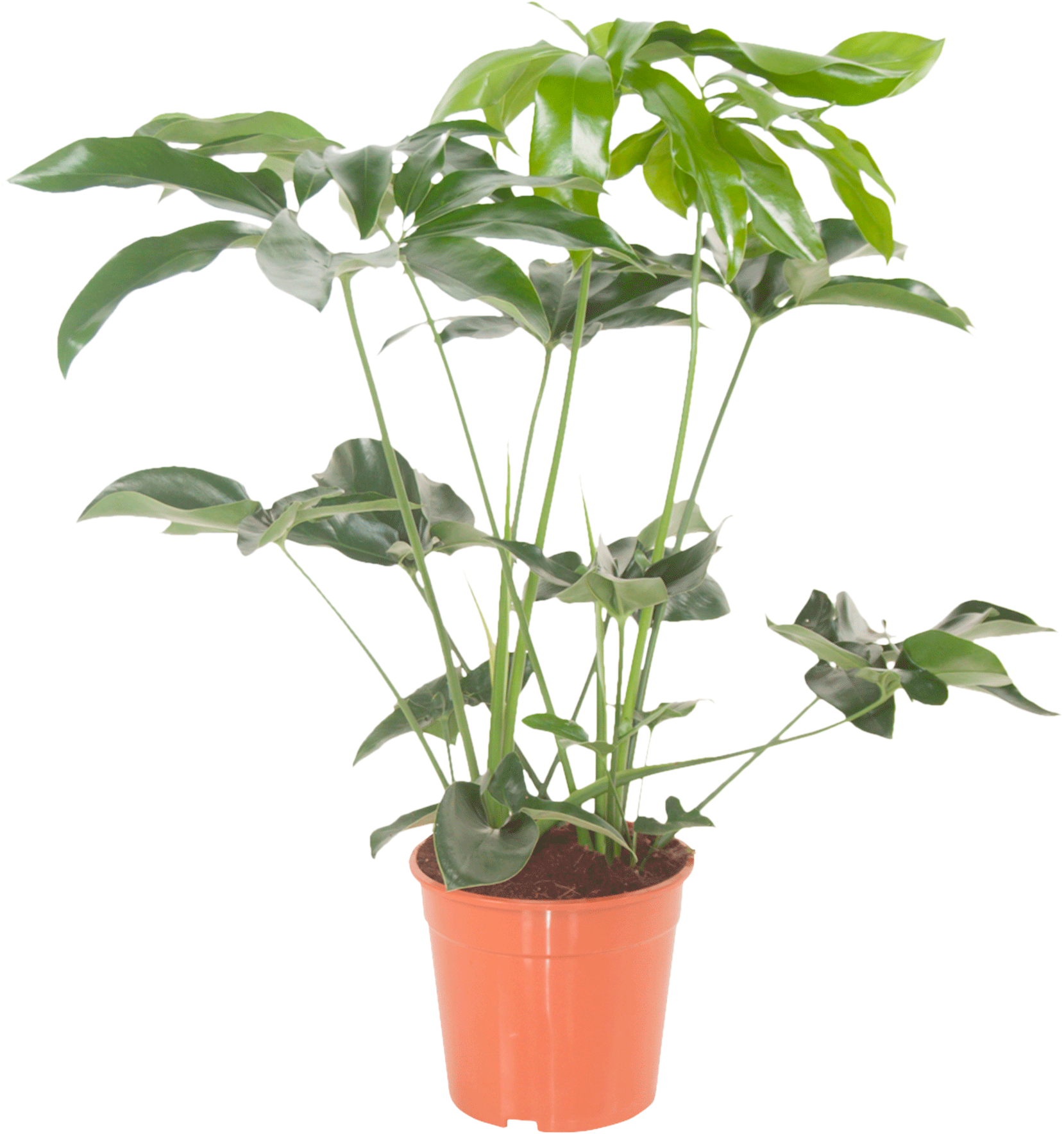 Philodendron