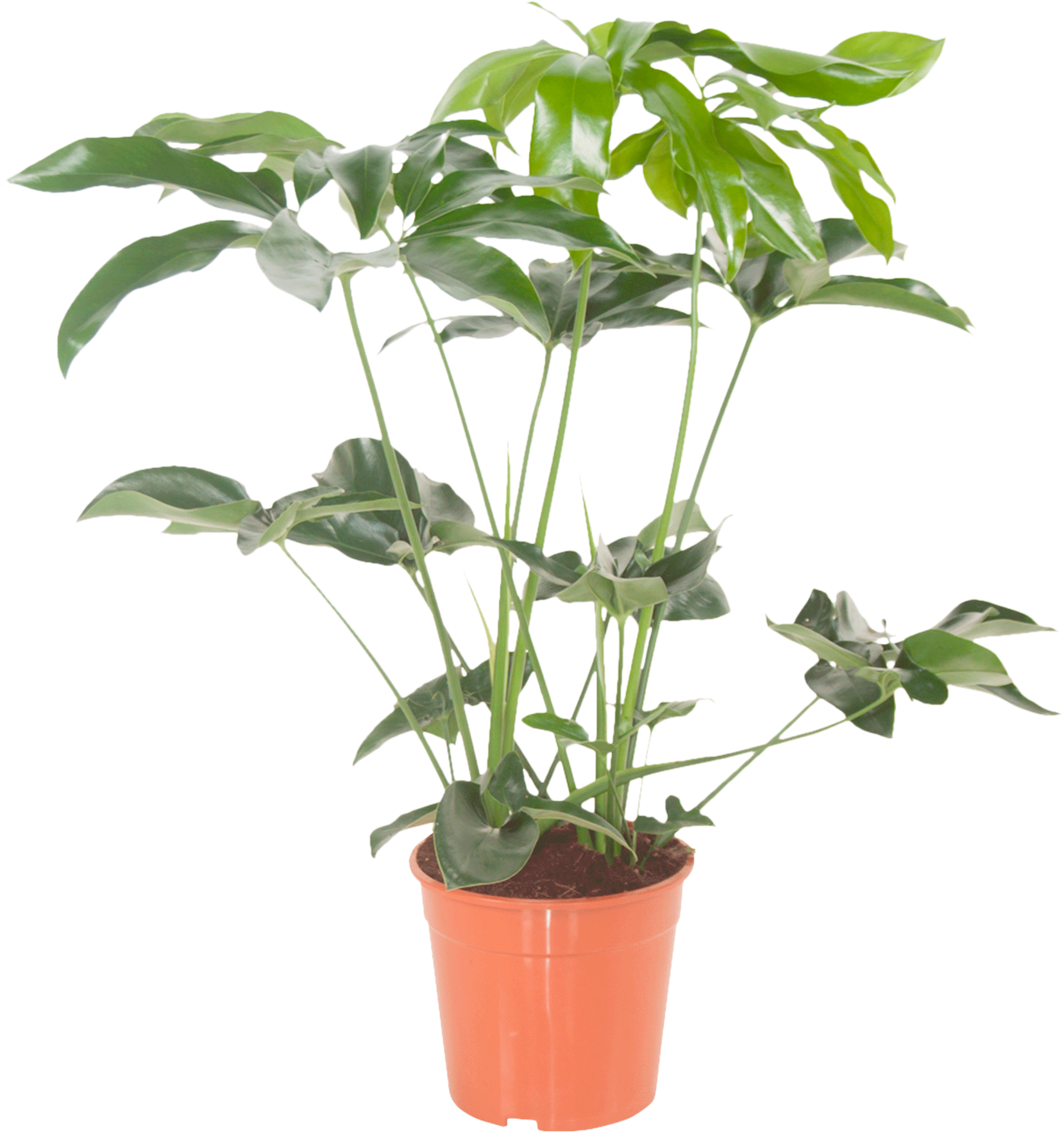 Philodendron Green Wonder transparant vooraanzicht