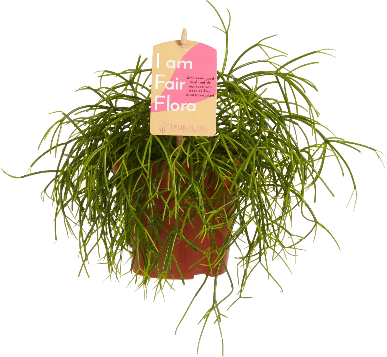 Rhipsalis