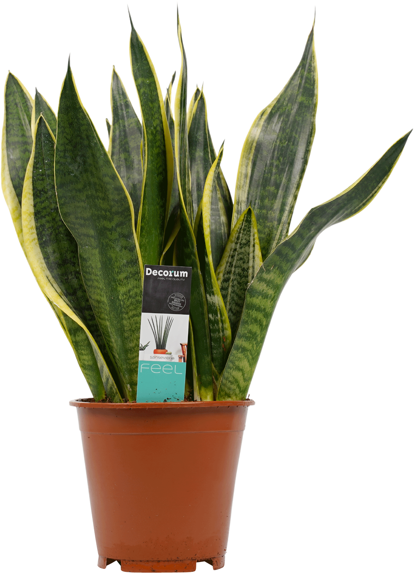 Sansevieria Superba transparant vooraanzicht