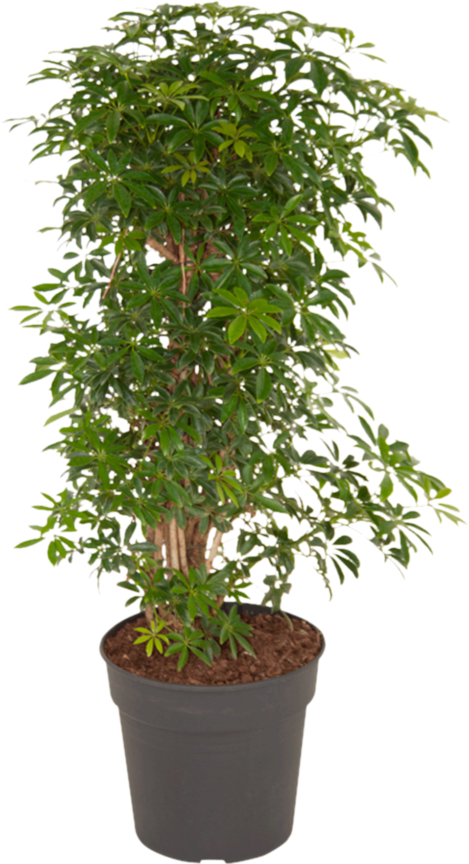 Schefflera