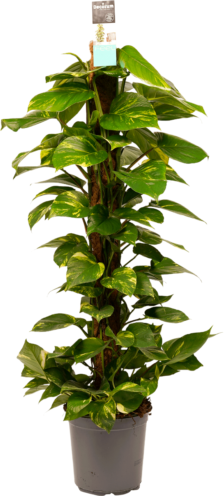 Scindapsus