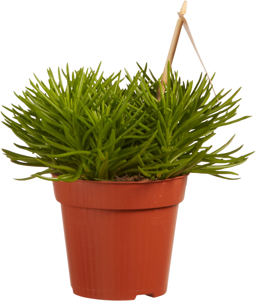 Senecio