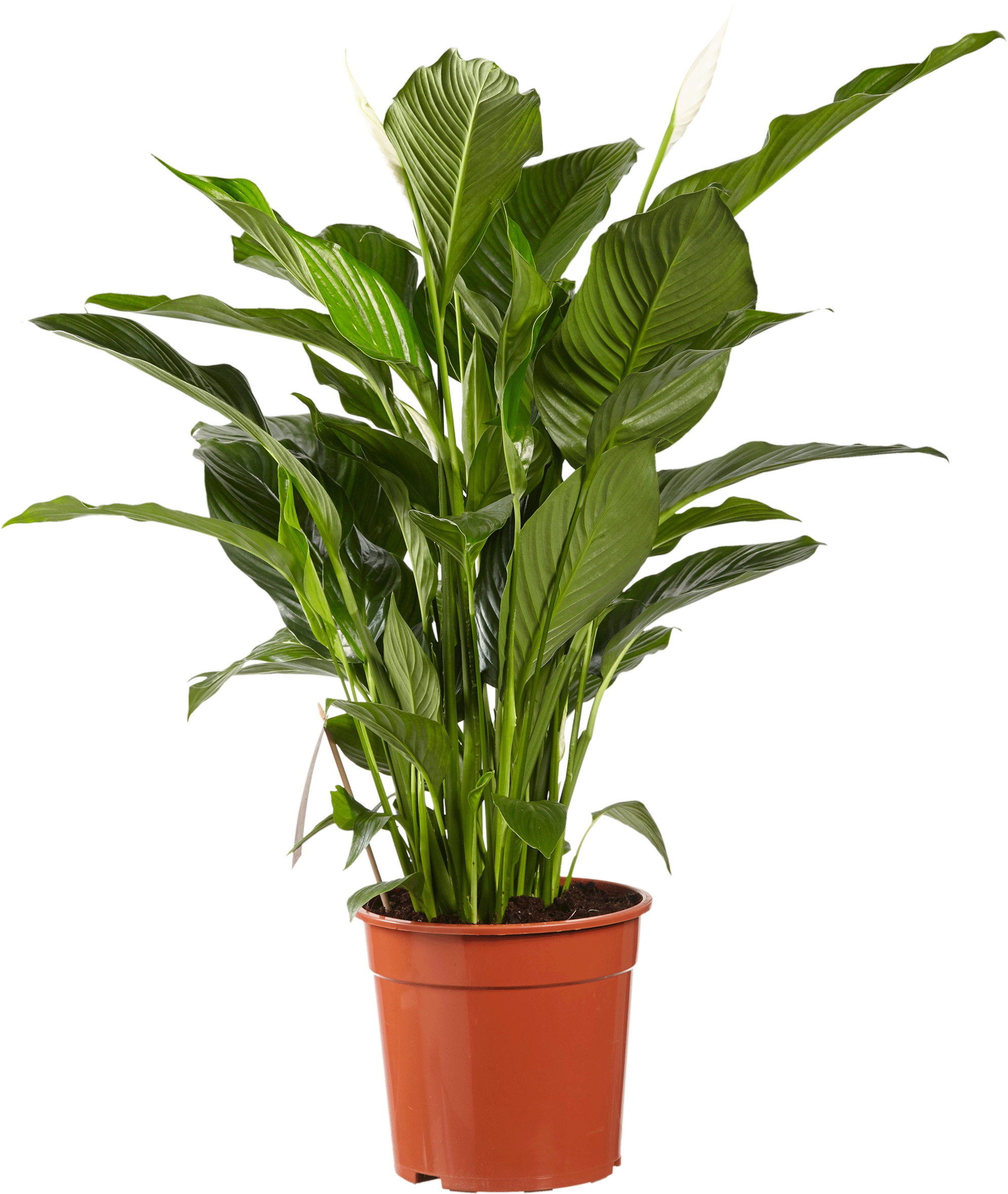 Spathiphyllum (Lepelplant)