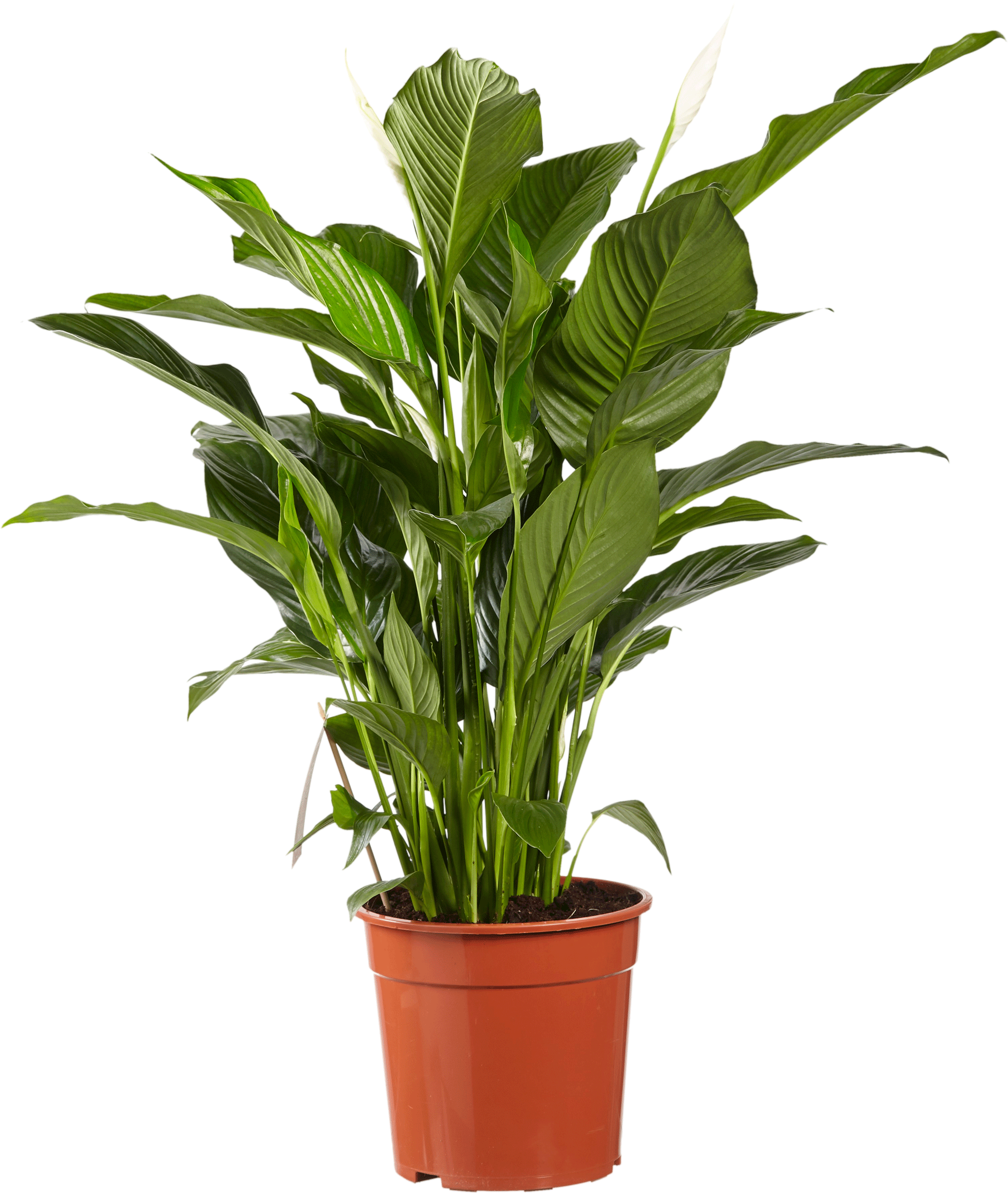 Spathiphyllum transparant vooraanzicht