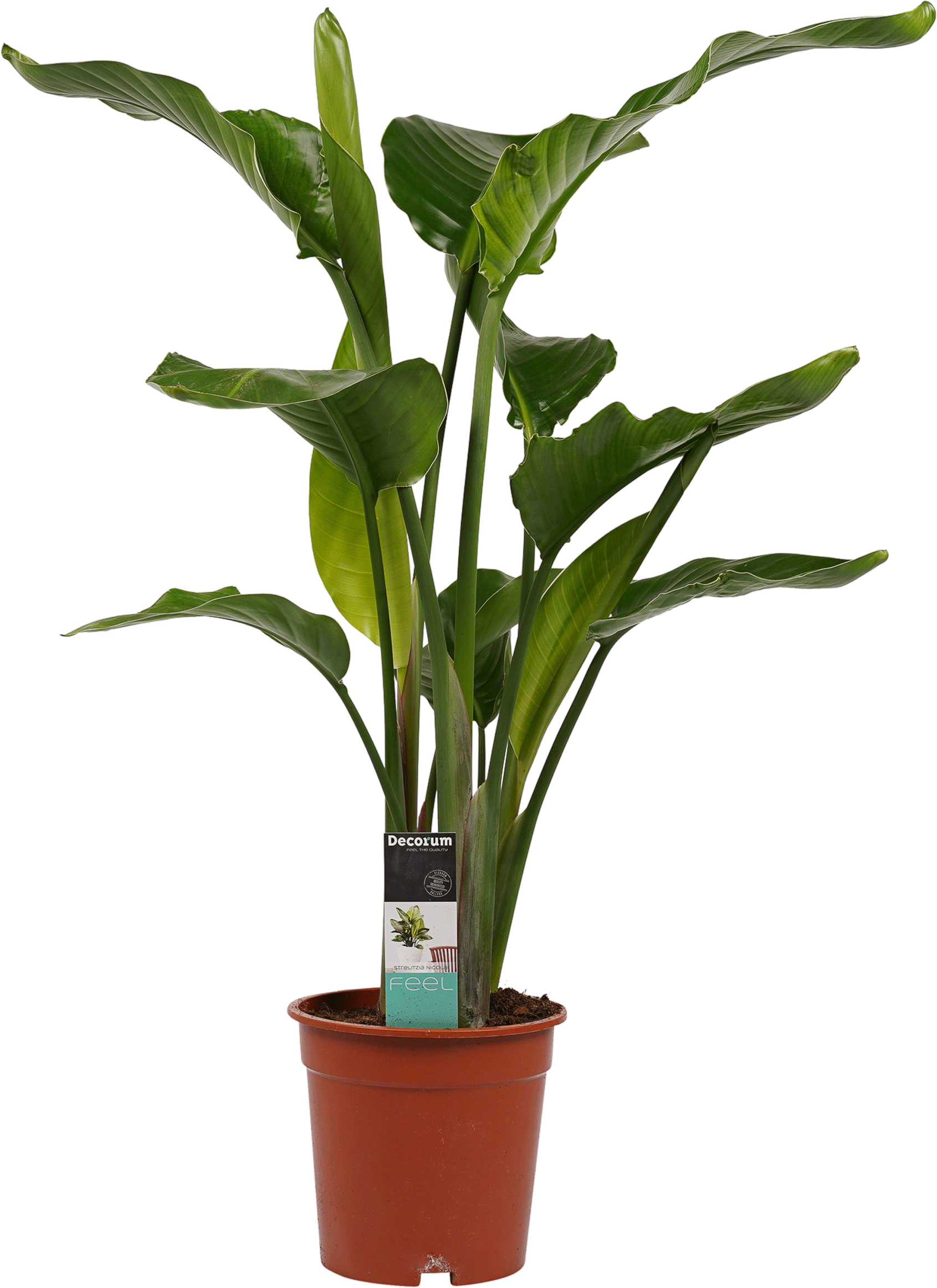 Strelitzia (Witte paradijsvogelbloem)