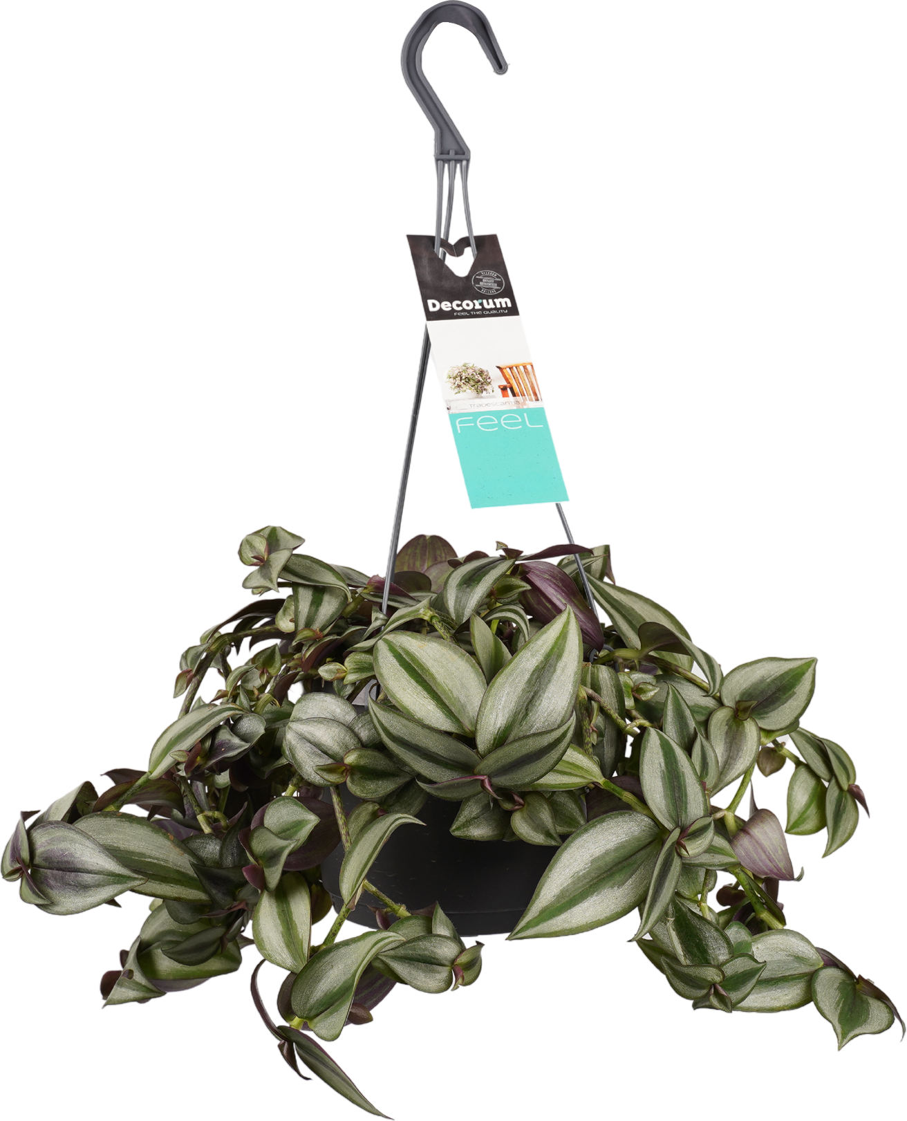 Tradescantia