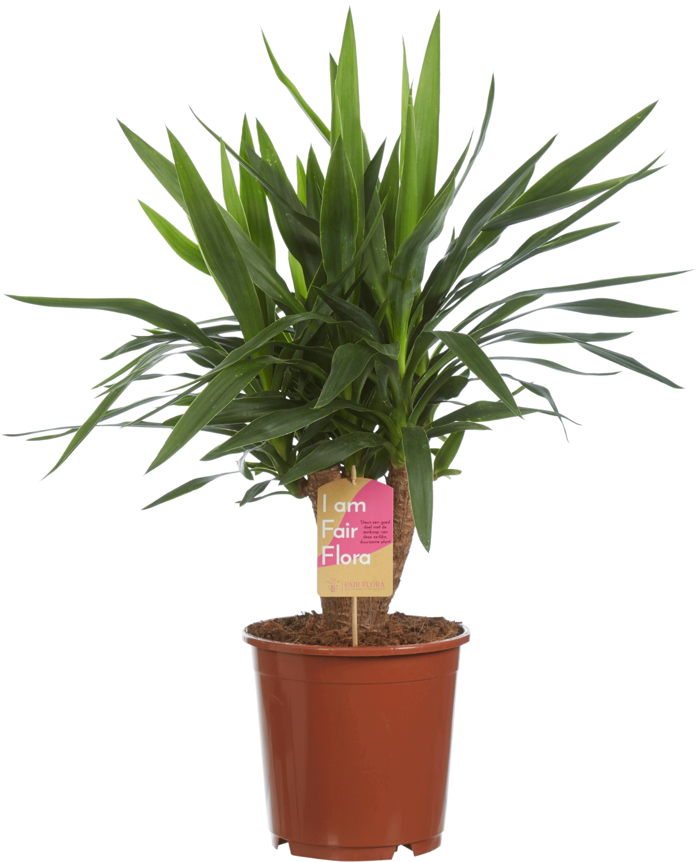 Yucca