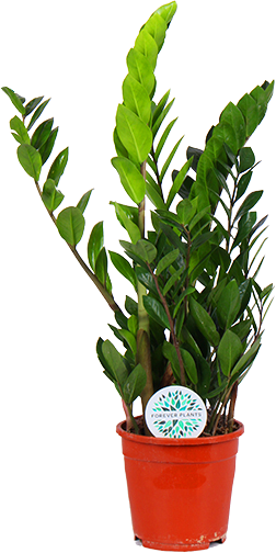 Zamioculcas transparant vooraanzicht